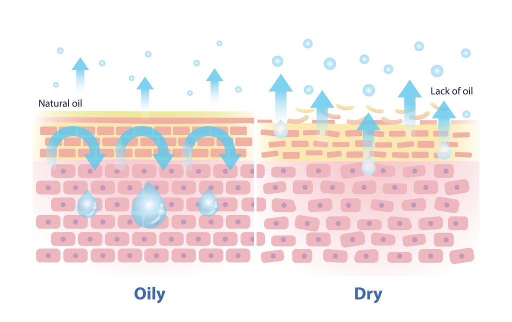 肌内部の水分を構成する3つの要素